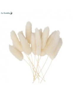 12 Mini Branches De Chatons Séchés 8 Cm